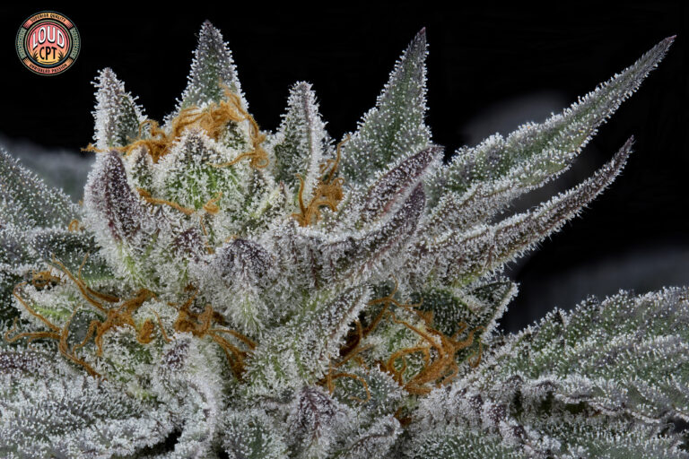 obama kush x zkittlez csi