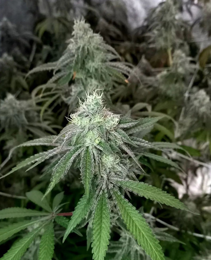 amadeadly indoor flower