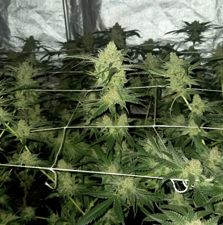 amadeadly indoor