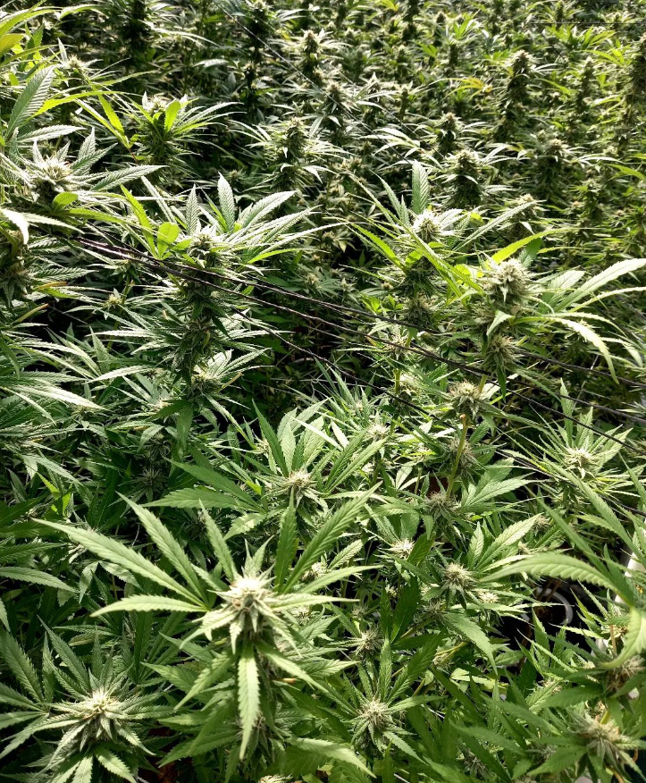 amadeadly outdoor