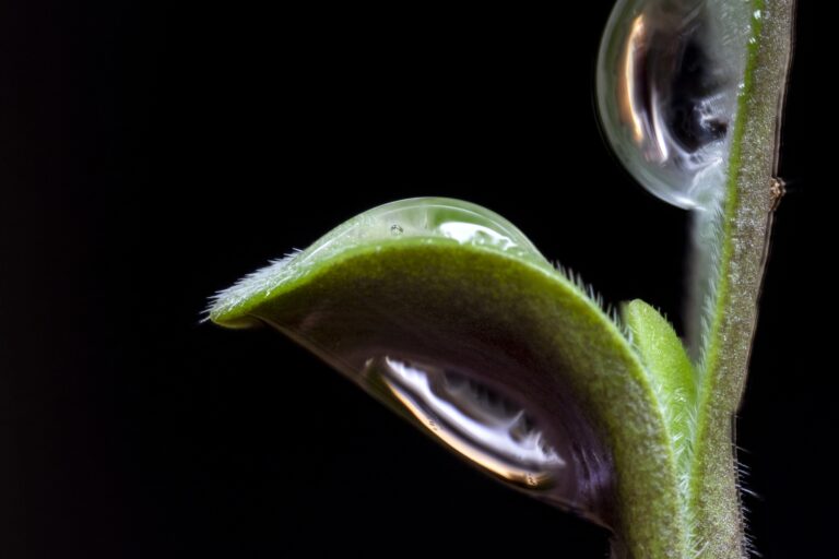 How To Improve Your Germination Rates & The Cause Of Dud Beans
