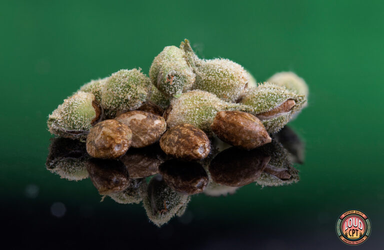 How To Store Cannabis Seeds To Retain Viability