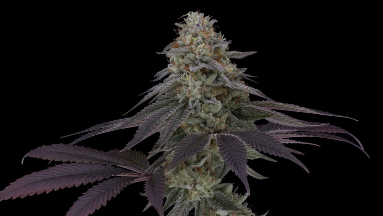 10 Photography Tips To Take Better Nug Shots